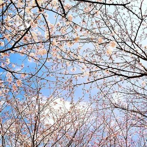 王国维人生三大境界书法,王国维人生三大境界什么意思