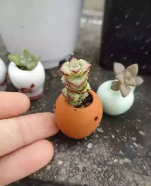 拇指盆栽欣赏,拇指小盆栽