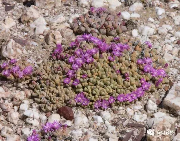 大连多肉在野外的生长环境,常见的一些多肉品种