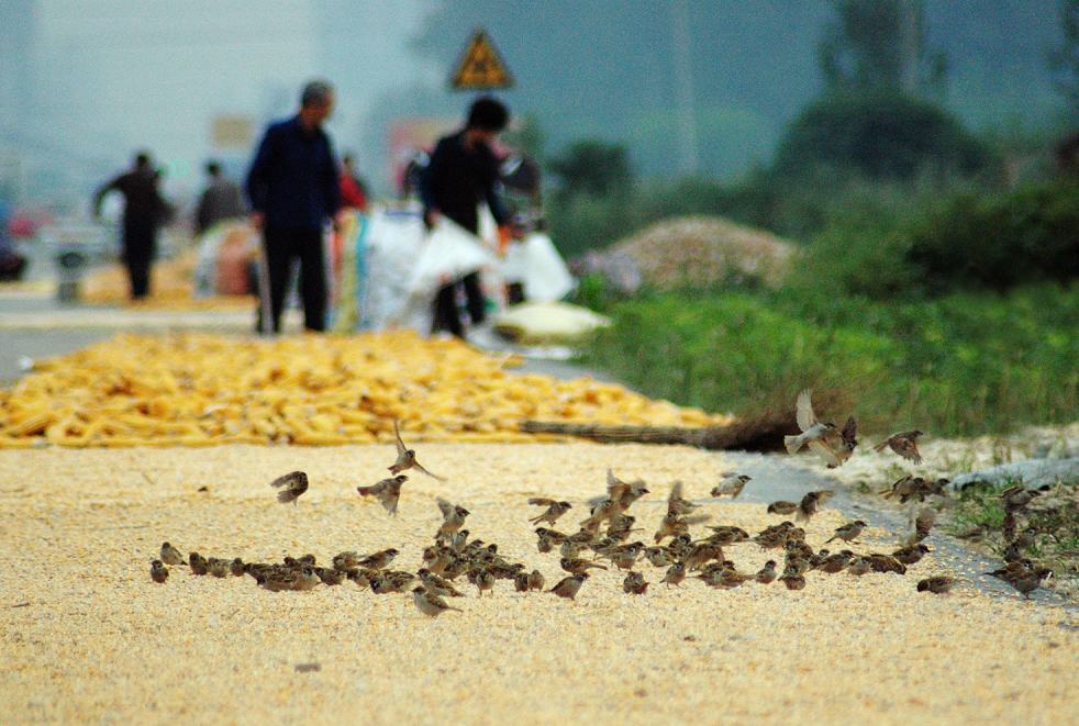 晒谷子怎么驱赶麻雀,如何驱赶谷子地里的麻雀