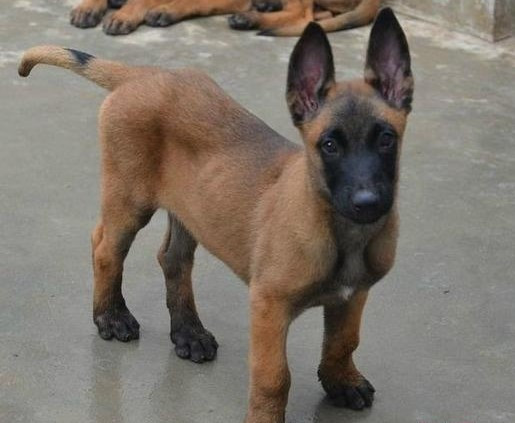 怎样训练有素的马犬幼犬，霸气爆红马犬哪里有