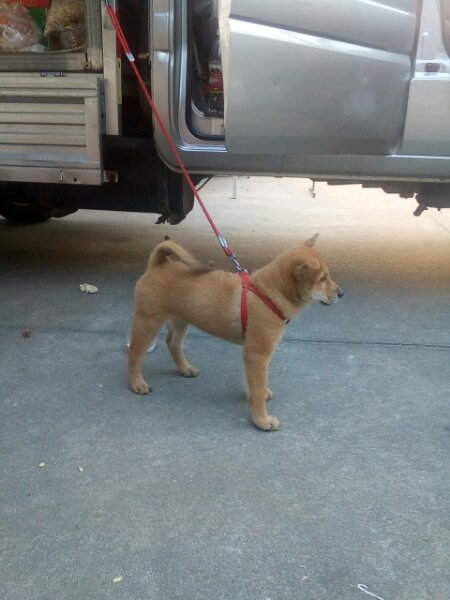 80块钱的土狗,80元一只土狗