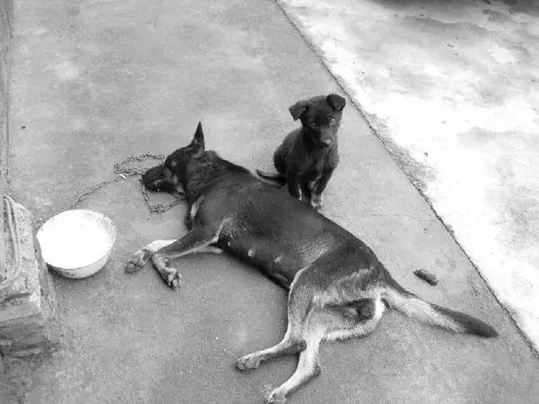 狗狗误食整个火腿肠怎么办,狗狗吃毒香肠怎么办