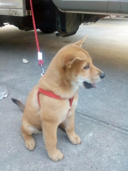 80块钱的土狗,80元一只土狗