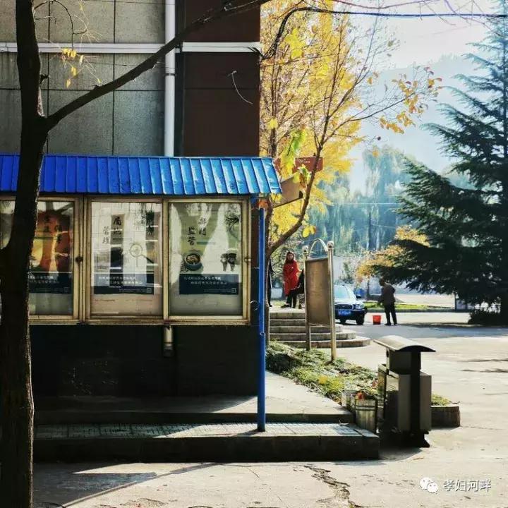 博山区银杏树,博山源泉淄博二中