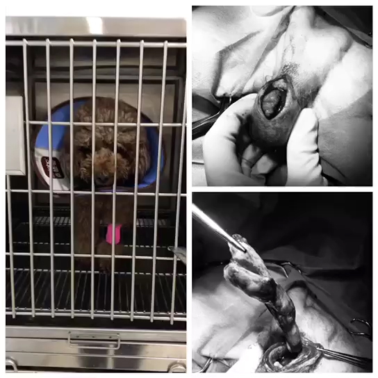 宠物冷知识巴哥犬,宠物冷知识英文版