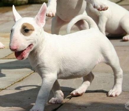 牛头梗气味重吗,牛头梗掉毛体味严重