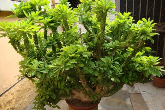 麒麟掌的毒性和危害,麒麟掌的汁液有没有毒素