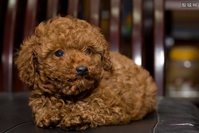 泰迪最少多少钱一只,纯种泰迪一般多少钱一只