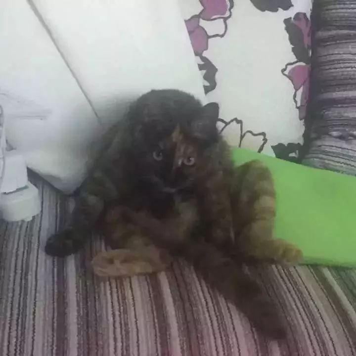 玳瑁猫最丑的猫,玳瑁猫长得好凶