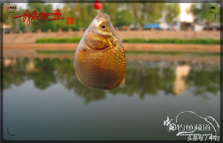 陪伴孩子的野餐,周末家庭式野餐陪伴家人