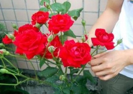 盆栽玫瑰花怎么剪枝,盆栽玫瑰花的剪枝方法