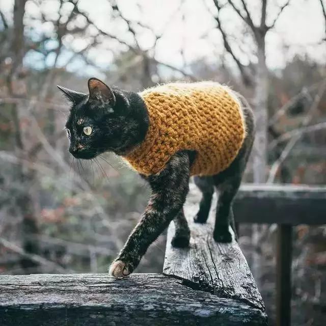 玳瑁猫最丑的猫,玳瑁猫长得好凶