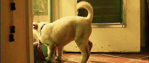 宠爱动物日记,宠爱日记小狗