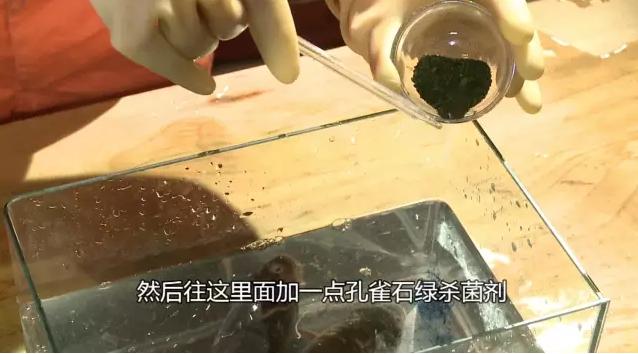 科普厦门海鲜市场,厦门哪里海鲜批发市场海鲜便宜