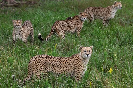 上海野生动物园在浦东新区哪个镇,上海野生动物园面积多少平方千米