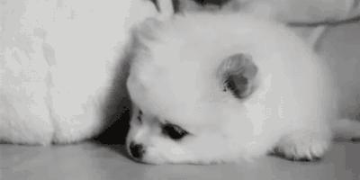 「宠爱日记」宠物如果看到主人嘿嘿会想些什么？