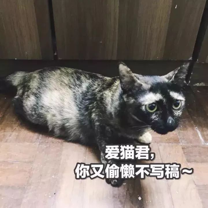 玳瑁猫最丑的猫,玳瑁猫长得好凶