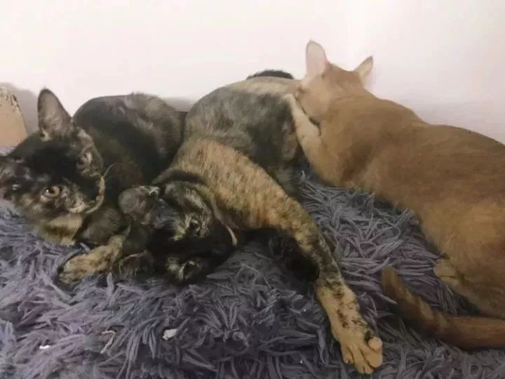 玳瑁猫最丑的猫,玳瑁猫长得好凶