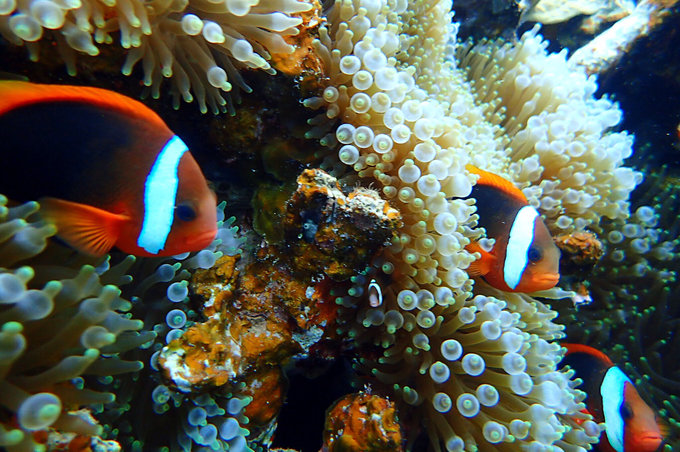 帕劳旅行全攻略,帕劳旅行攻略最佳方案