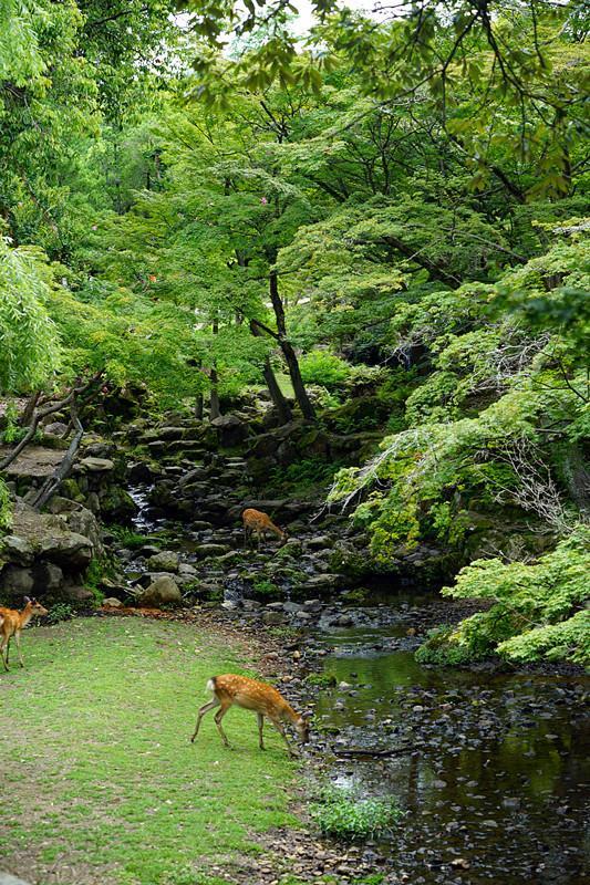 日本关西夏日赏——今夕传媒旅行家出品