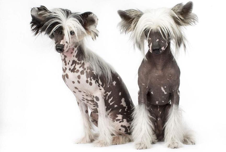 狗狗的品种以及品种的遗传病，*友狗**们要多加注意啊！