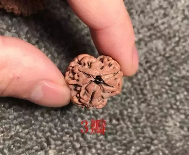 怎样区分打药的金刚菩提,金刚菩提怎么鉴别值钱