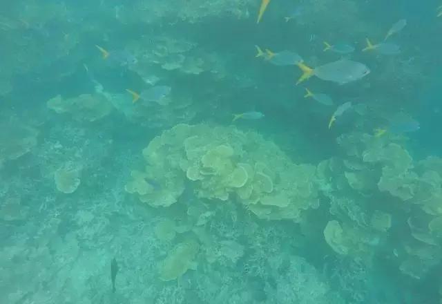 帕劳归来不看海视频,帕劳归来不看海