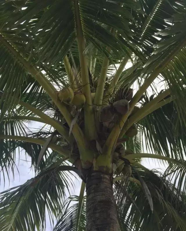 帕劳归来不看海视频,帕劳归来不看海