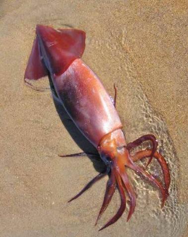 鱿鱼为什么会飞,世界鱿鱼会飞吗