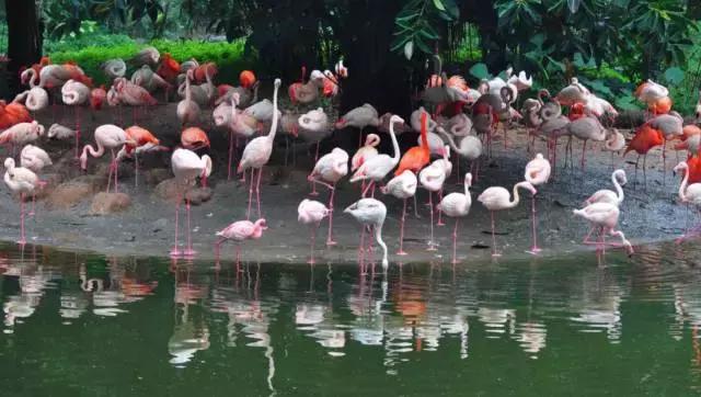 广州长隆游玩攻略自由行,广州长隆最全游玩攻略是什么