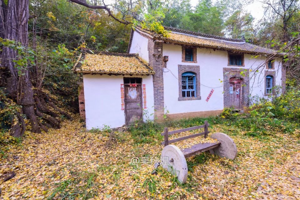 洛阳千年银杏林免费景点,洛阳有银杏叶的公园视频