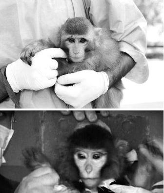 中国有哪些进入太空的动物,那些年登上太空的动物