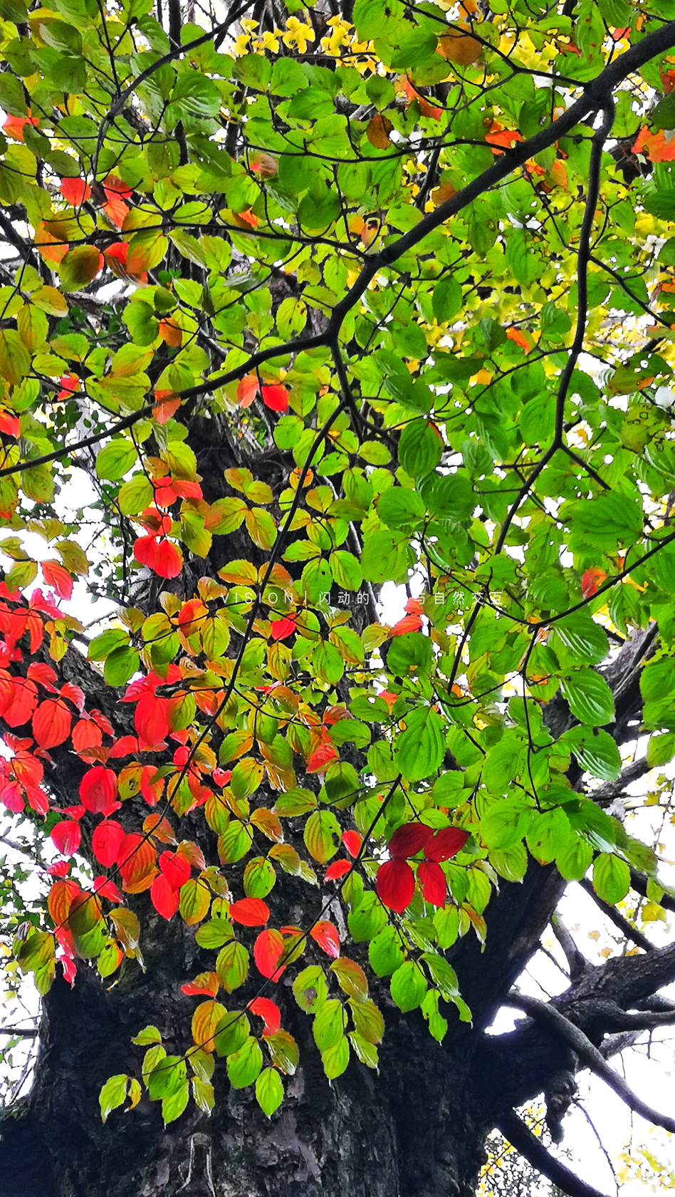 去东京玩用什么攻略,东京攻略东京