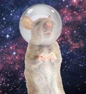 中国有哪些进入太空的动物,那些年登上太空的动物