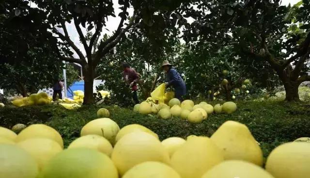 11月18日，宣恩“柚”惑甜蜜相约！