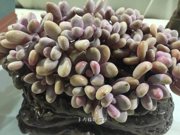 公认最美4种多肉植物图片,2014年上海多肉植物展图片