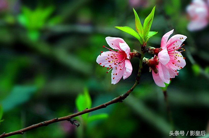 三生三世十里桃花诗,三生三世十里桃花帝君