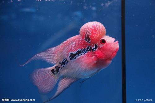 罗汉鱼养殖新手入门,罗汉鱼对鱼缸要求