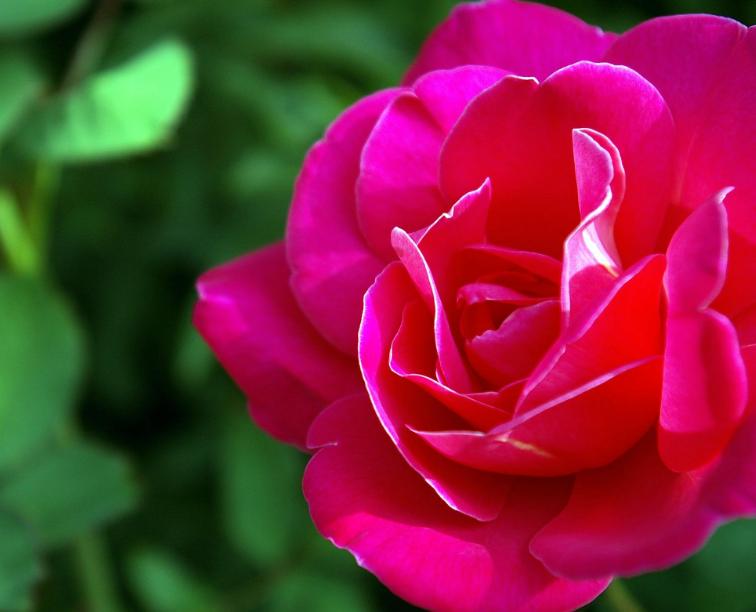 红楼梦与普洱茶,红楼梦木樨清露怎么做