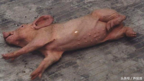 你还在为猪吃什么而烦恼吗,猪水肿病怎么治疗最有效