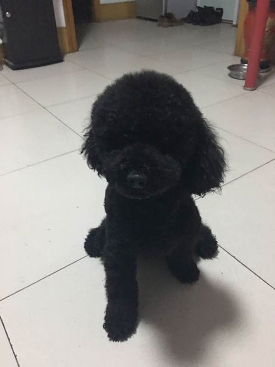 养泰迪真好吗,养黑泰迪好还是灰泰迪好