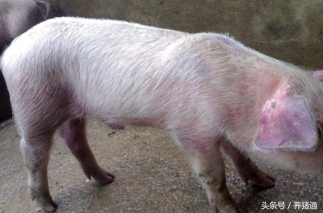 你还在为猪吃什么而烦恼吗,猪水肿病怎么治疗最有效