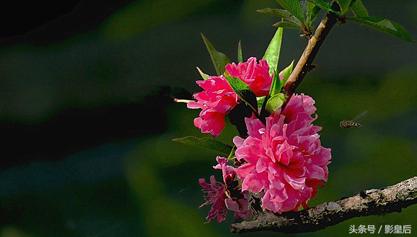 三生三世十里桃花诗,三生三世十里桃花帝君