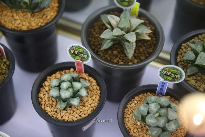 公认最美4种多肉植物图片,2014年上海多肉植物展图片