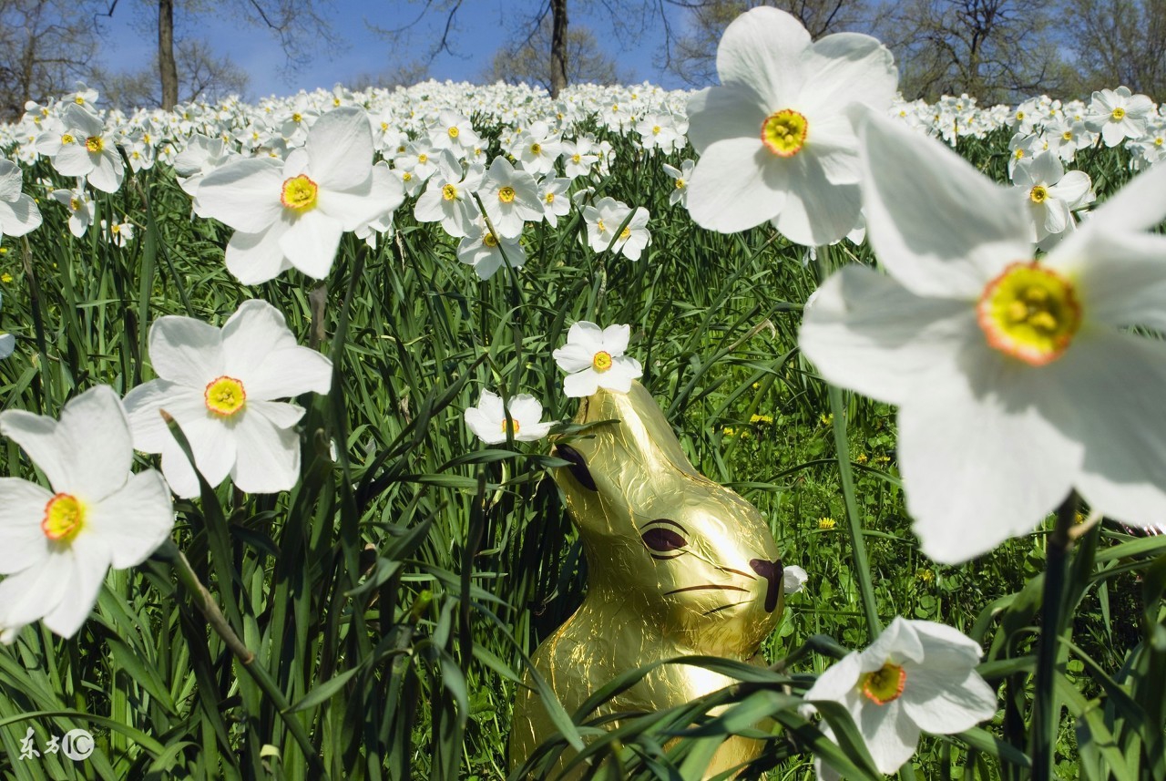养花的技巧马蹄莲的养护,花卉大全马蹄莲