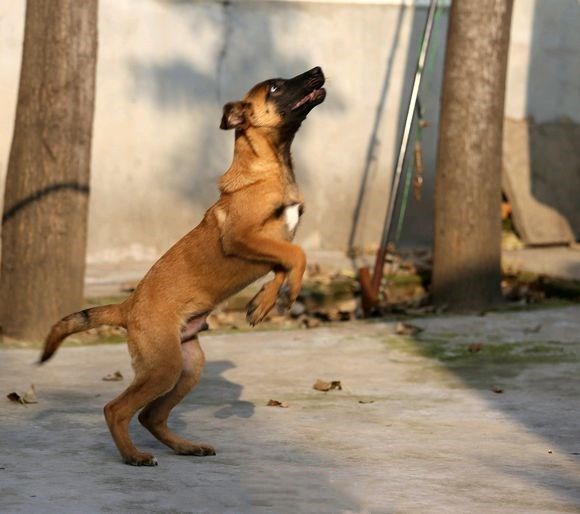 狗狗肠炎拉血最快的治疗方法,如果狗狗拉出血怎么办