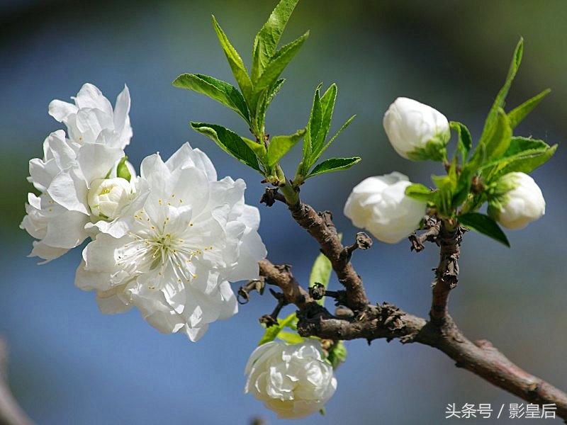 三生三世十里桃花诗,三生三世十里桃花帝君