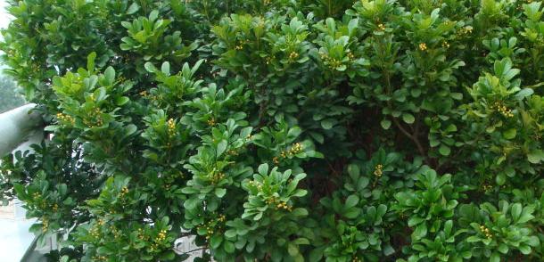 养花技巧：老花匠教你如何在春夏秋冬四季给米兰花浇水！