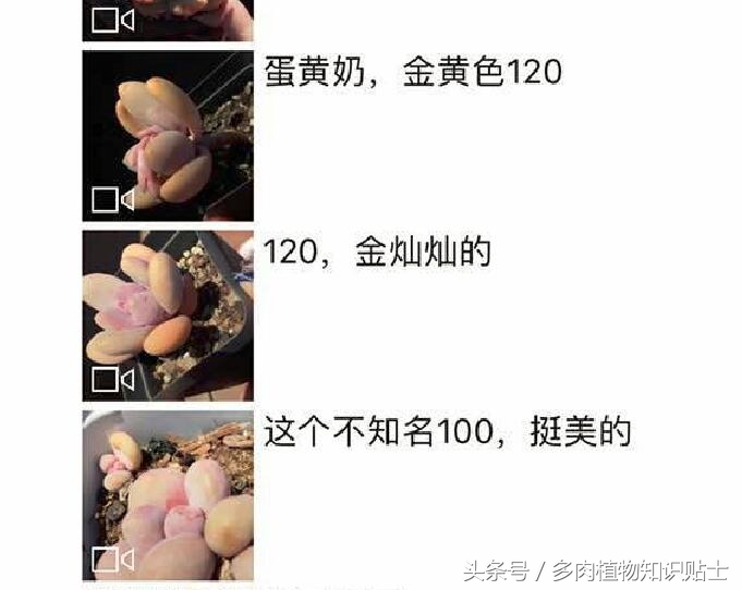 多肉植物到底好不好入坑,多肉植物入坑记